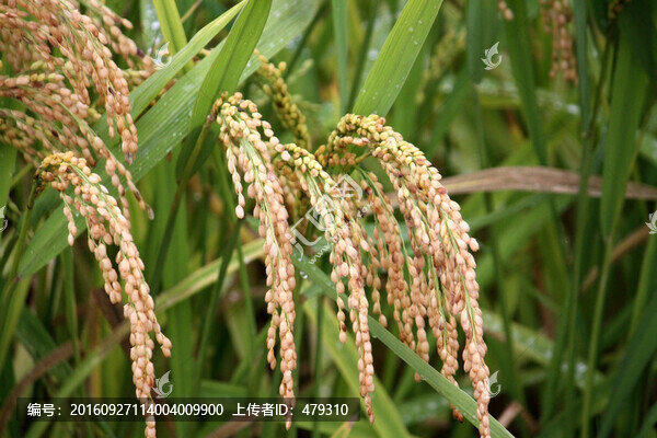 水稻,水稻田,稻穗,攝影,稻田