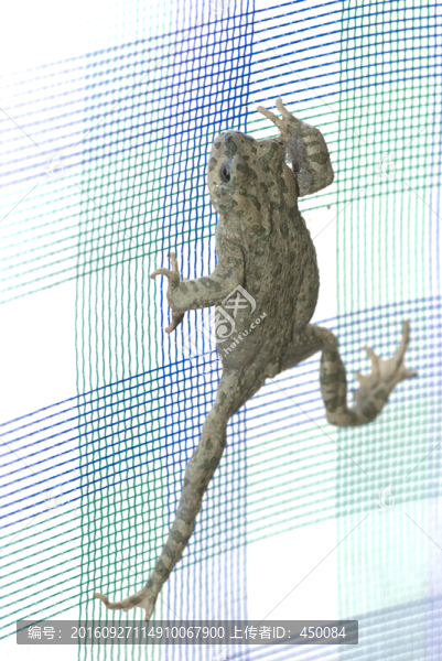蛤蟆