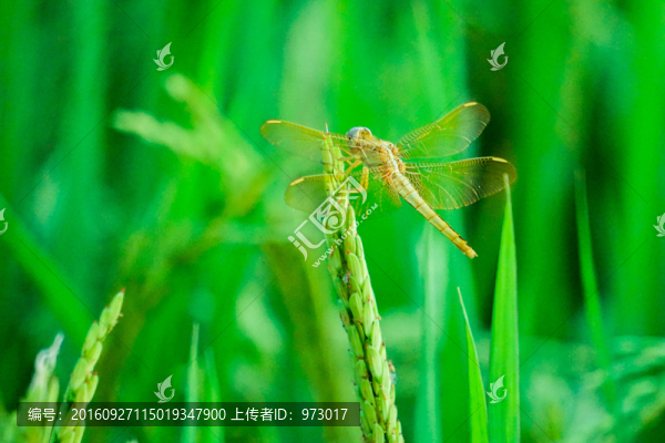蜻蜓