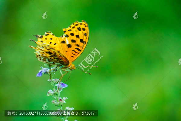蝴蝶