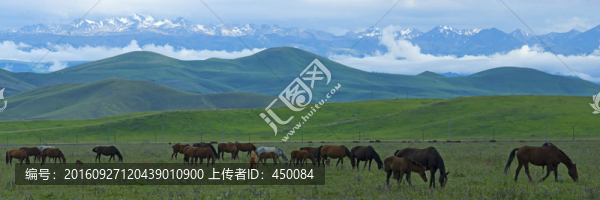 高山牧場