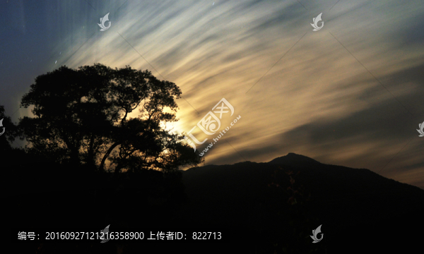 樹木剪影夜色