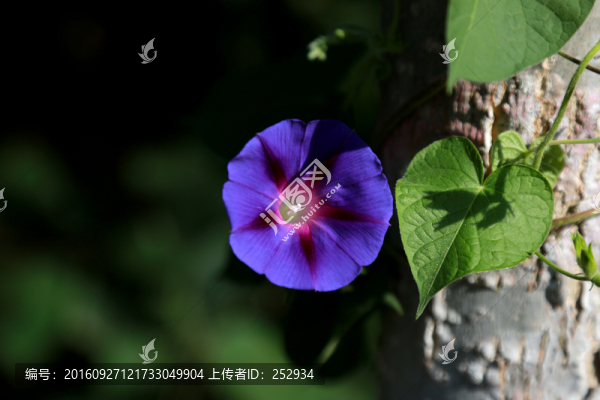 喇叭花
