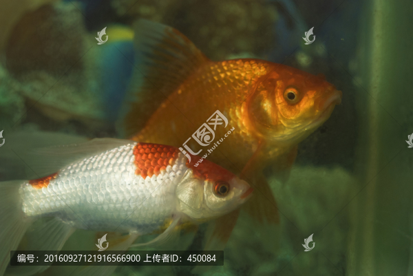 紅錦鯉