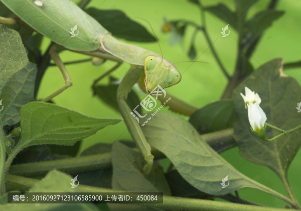 螳螂