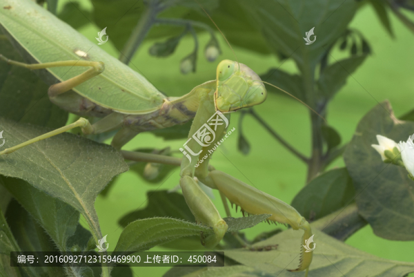 螳螂