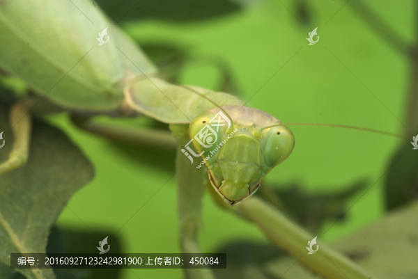 螳螂