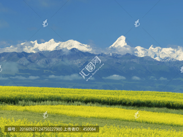 雪山油菜花
