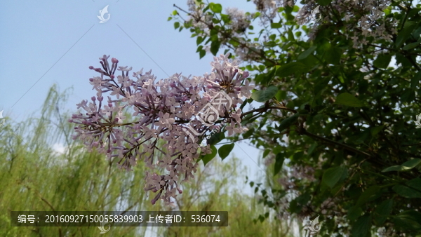 紫色花朵
