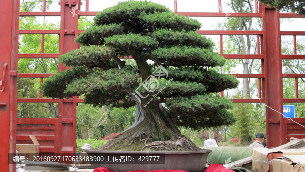 植物造型,盆景植物