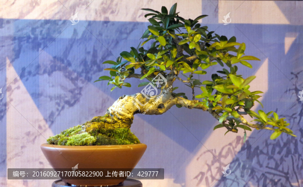盆景,造型植物
