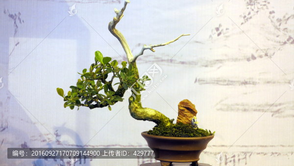 植物造型,盆景