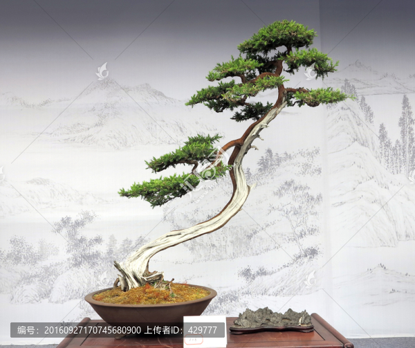 松柏盆景,盆栽造型