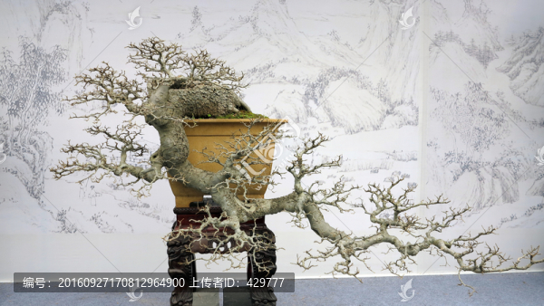 盆景展,造型植物