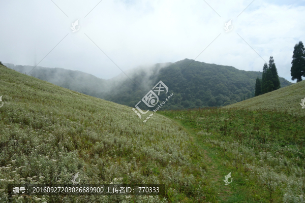 山野,云霧山脈,金佛山