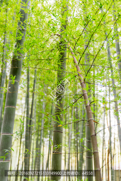 毛竹