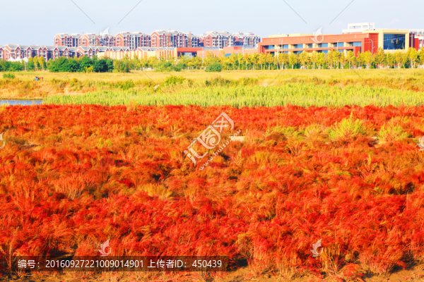 紅色濕地