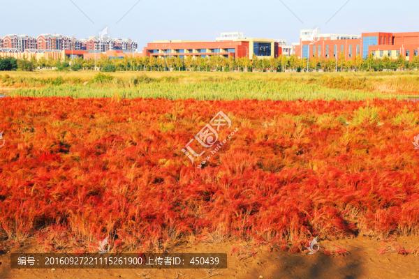 紅色濕地