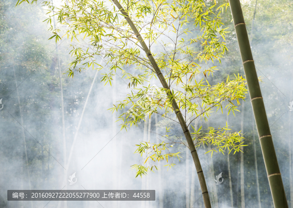 毛竹