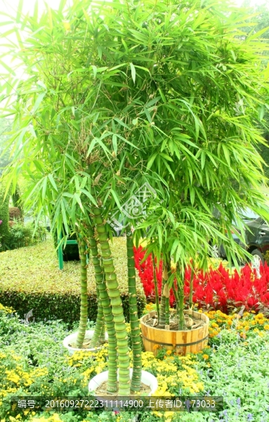竹林