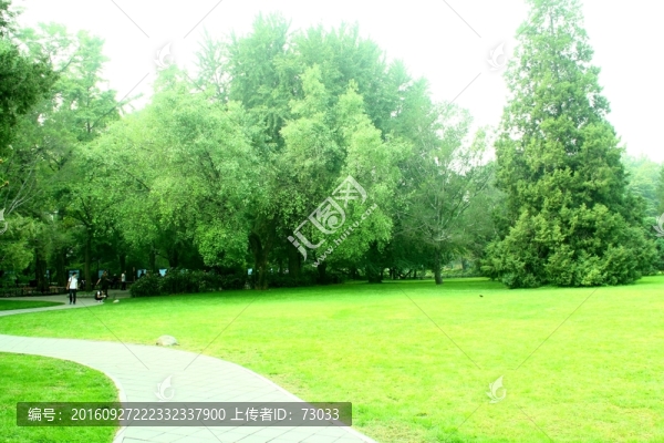 草地小路