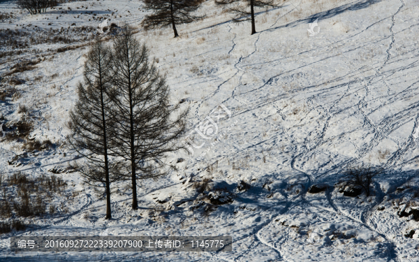雪鄉(xiāng),村莊,雪,冬天,寒冷,林