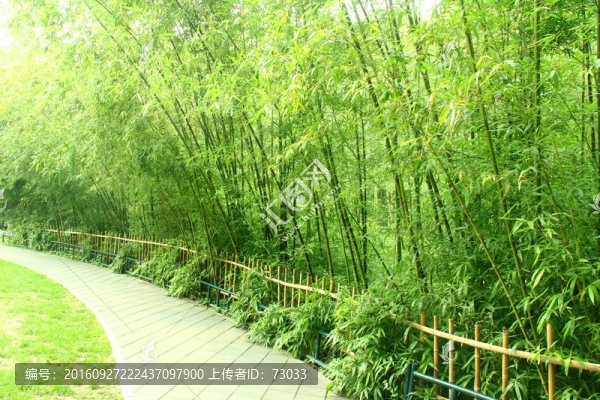 竹林