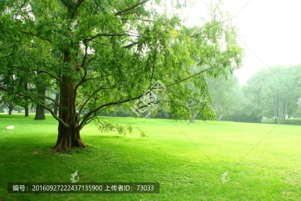 榕樹