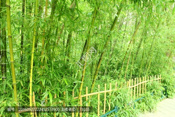 竹林