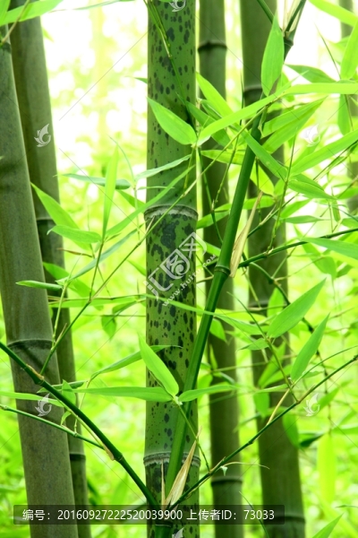 竹林