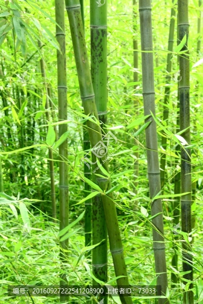 竹林