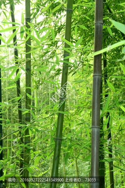 竹林