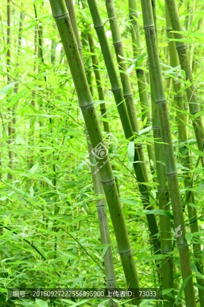 竹林