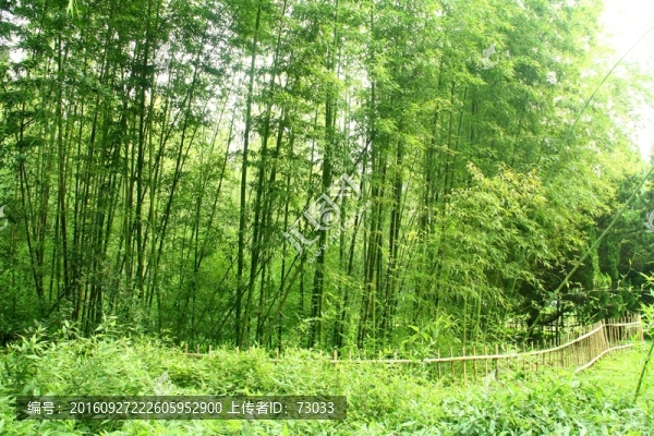 竹林