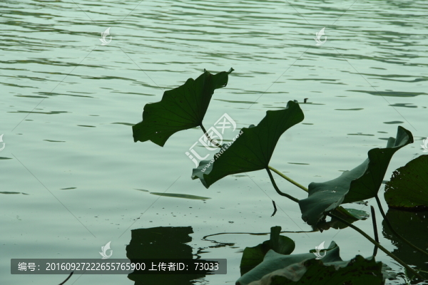 秋荷