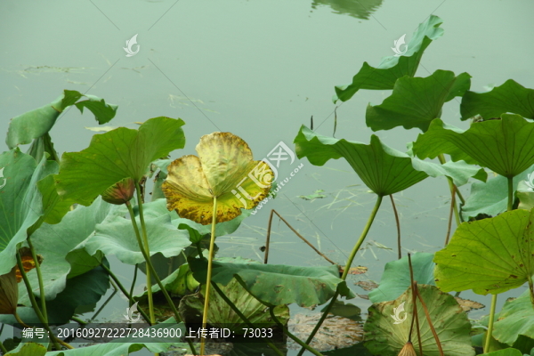 殘荷