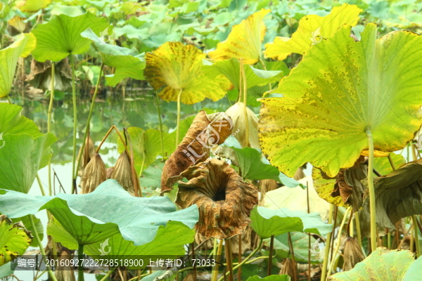 殘荷