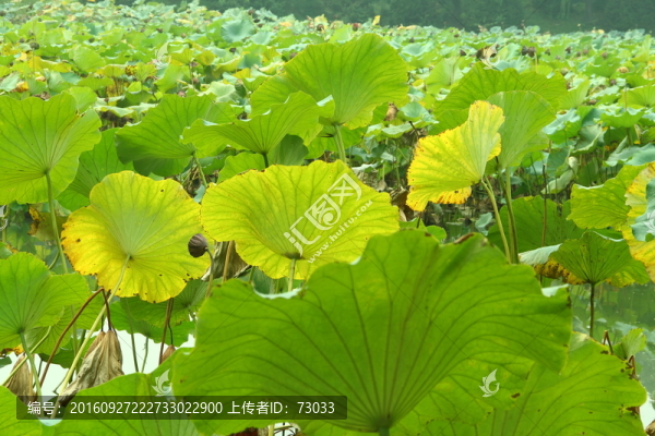 殘荷