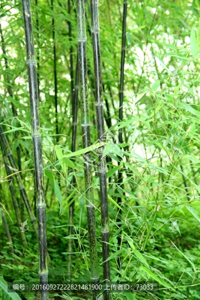 竹子