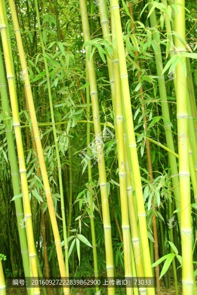 竹子