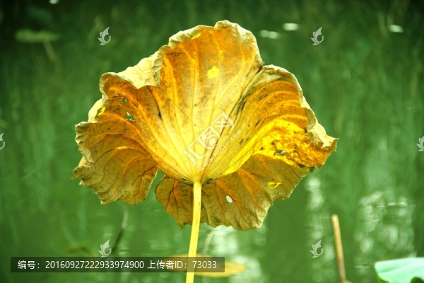 殘荷