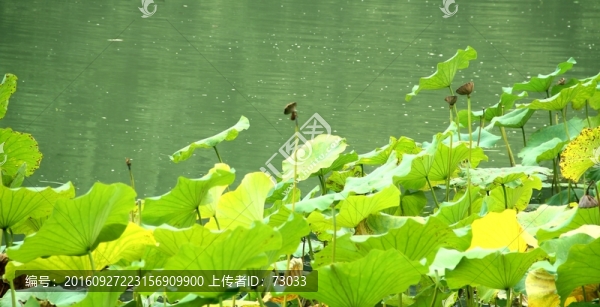 殘荷