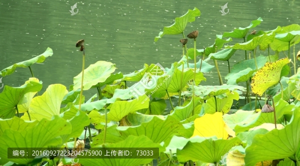 殘荷