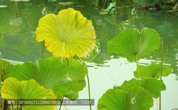 殘荷