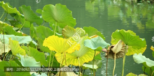 殘荷