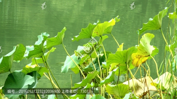 殘荷