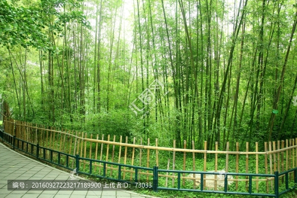 竹林