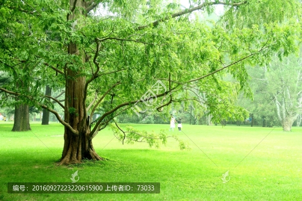大榕樹