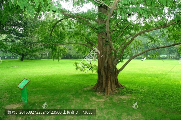 大榕樹
