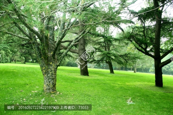 綠地古柏